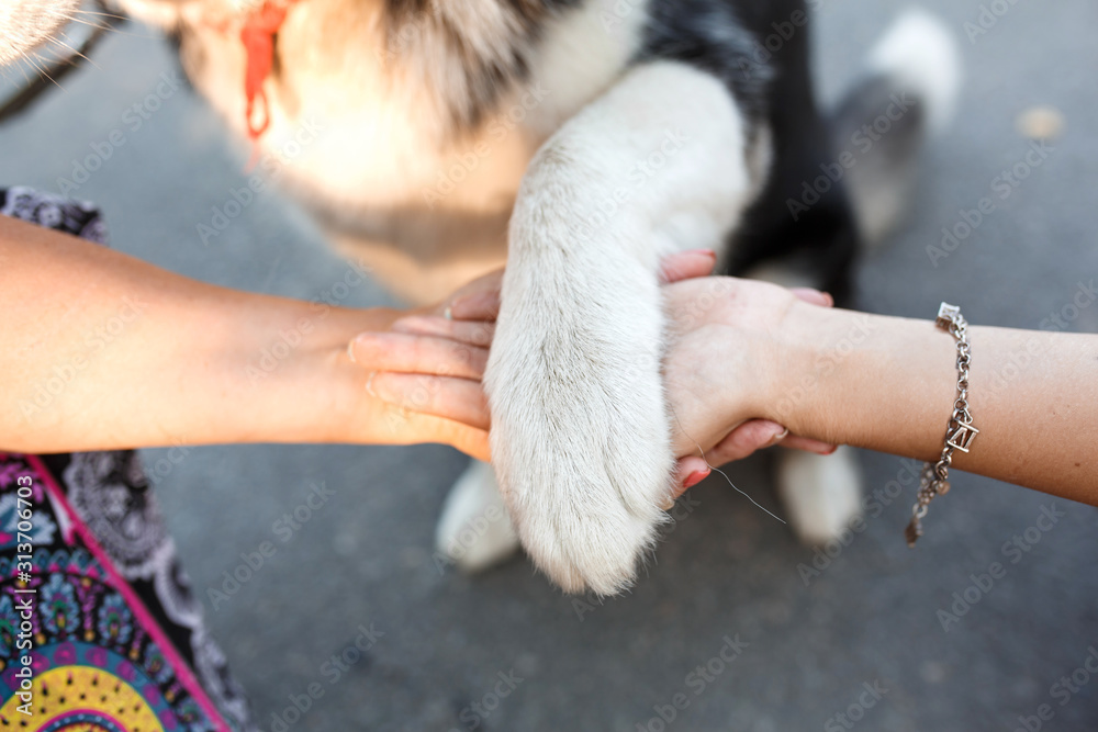 Closeup people hold hands of each other and dog paw - obrazy, fototapety, plakaty 