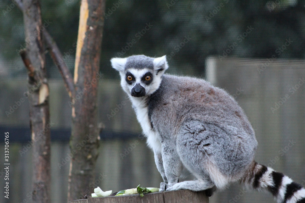 Fototapeta premium ring tailed lemur on branch of tree