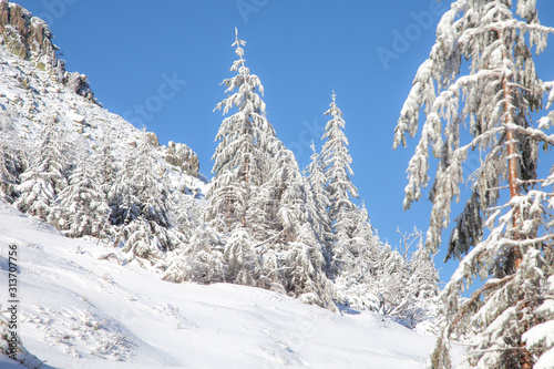 choinki w śniegu w górach