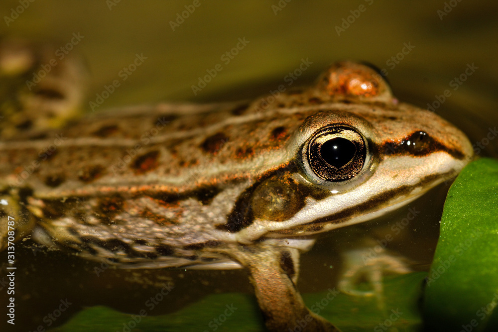 Fototapeta premium Green frog from the Drava River, Croatia