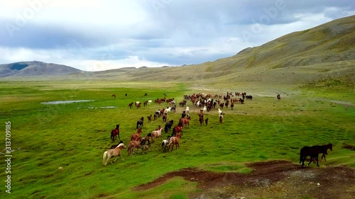 Altay aerial view of the shepherd drives the herd in the kurai steppe photo