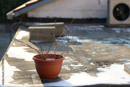 Frozen plant in a pot and snow melting outside. Selective focus.