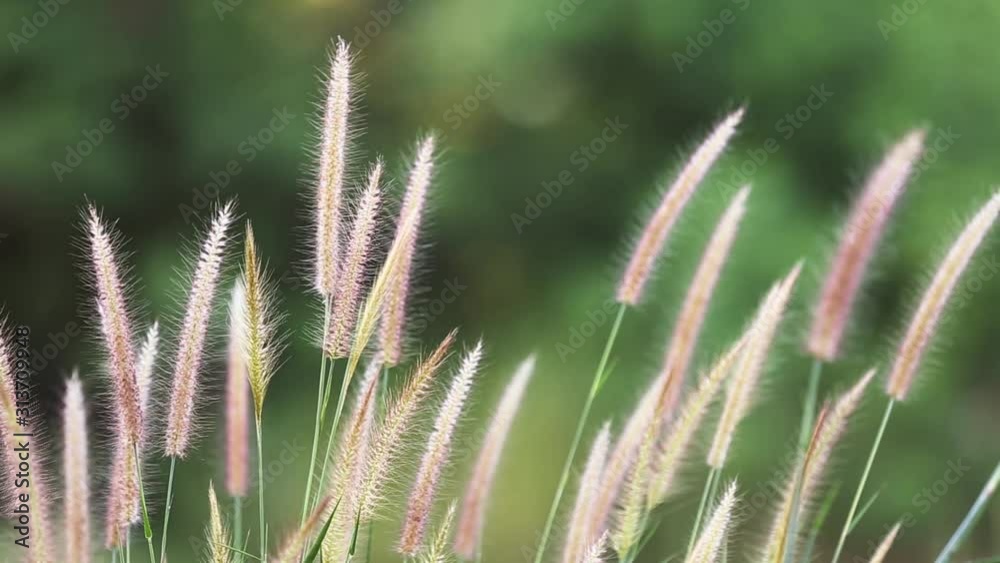 grass flowers are blooming and waving in the wind grass flowers are blooming and waving in the wind