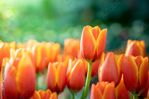piekny-sciana-tulipanow