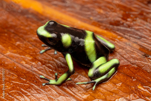 Foto Green and Black Poison Dart Frog - Rare Costa Rica Pacific Variant (Dendrobates