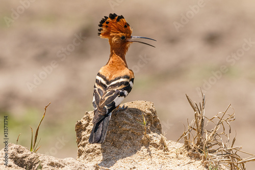 African Hoopoe (Upupa africana) standing on ground in kruger park