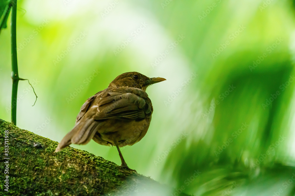 Fototapeta premium Clay-colored Thrush (Turdus grayi) in heavy shade of a dense forest in Csota Rica