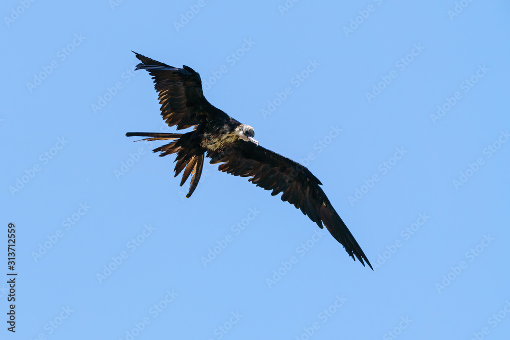 A very wet Frigatebirds (Fregatidae) in flight, taken in Alajuela, Costa Rica A very wet Frigatebirds (Fregatidae) in flight, taken in Alajuela, Costa Rica