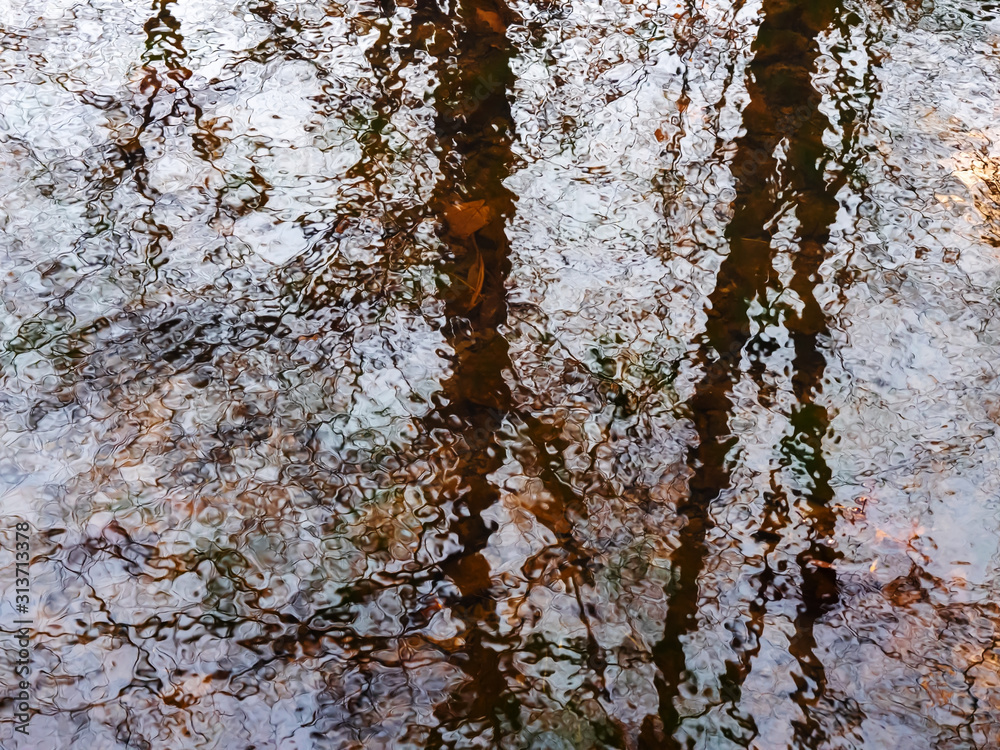 Obraz premium Watery Forest Reflection