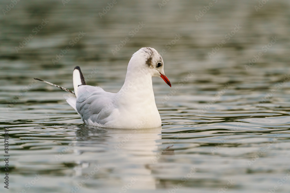 Black-headed gull (Chroicocephalus ridibundus) floating on the rippled surface of a pond, taken in London