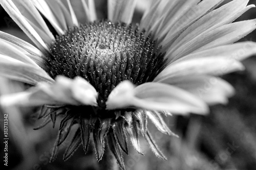flower on black background