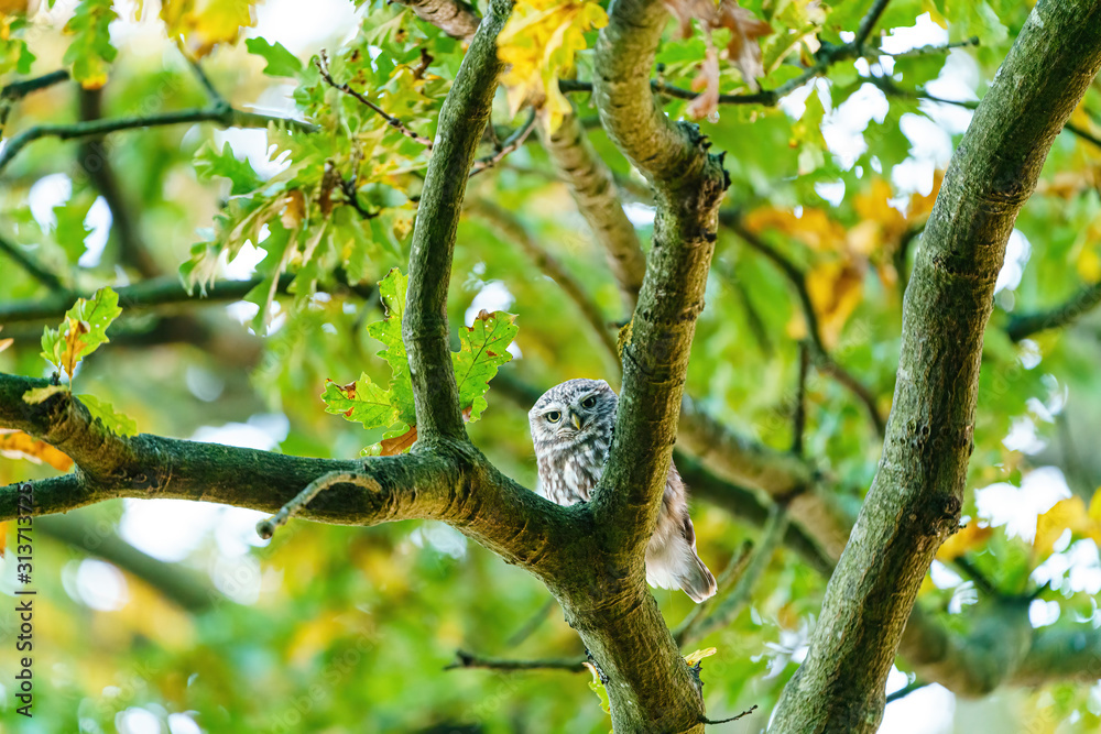 Little Owl (Athene noctua) staring into camera, taken in UK Little Owl (Athene noctua) staring into camera, taken in UK