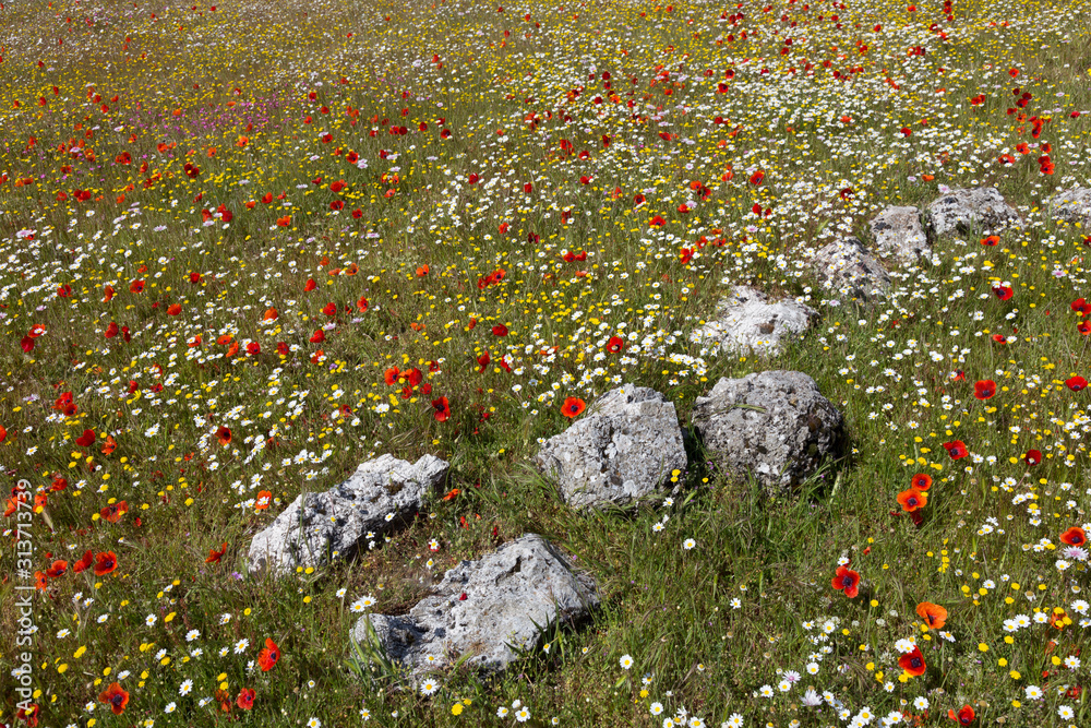 Wild flowers on the lower slopes of Mount Ainos, Kefalonia, Greece Wild flowers on the lower slopes of Mount Ainos, Kefalonia, Greece