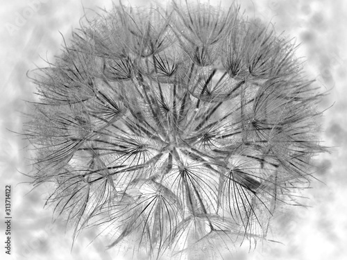 Dandelion on white background
