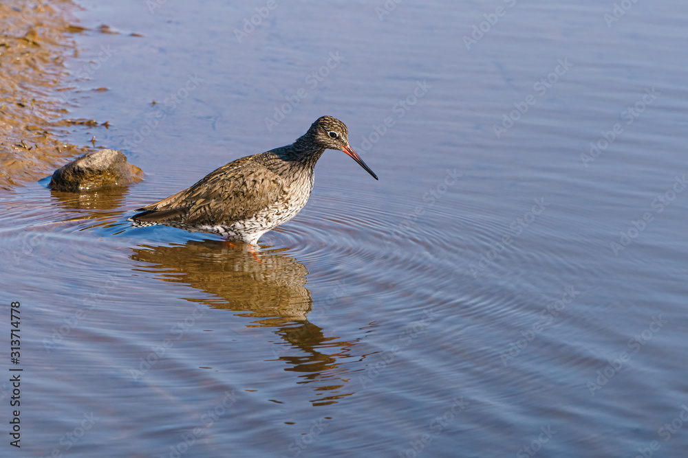 Redshank (Tringa totanus) wading through water, taken in the UK Redshank (Tringa totanus) wading through water, taken in the UK