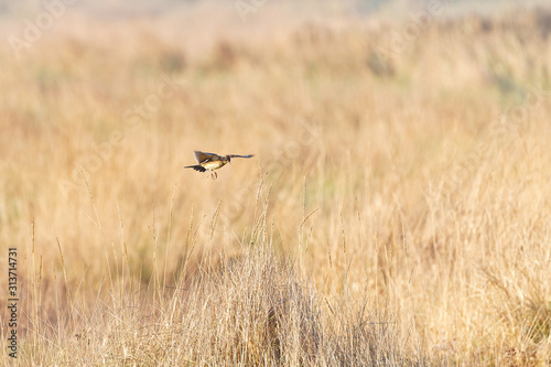 Eurasian skylark  Alauda arvensis  coming in to land in some long grass  in Lincolnshire