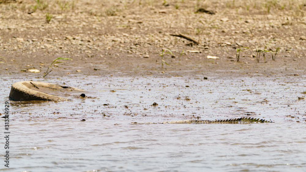 American Crocodile (Crocodylus acutus) hiding in shallow water, taken in Costa Rica American Crocodile (Crocodylus acutus) hiding in shallow water, taken in Costa Rica
