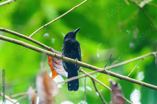 Black-hooded Antshrike (Thamnophilus bridgesi) in deep jungle in Costa Rica photo