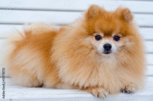Fluffy red-haired, ginger Pomeranian spitz performs the command to lie. dog training, obedience. pet styling, grooming salon. veterinary science © Елена Якимова
