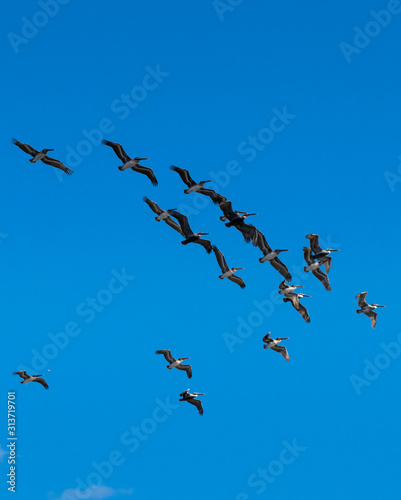 Flock of pelicans in a flying formation