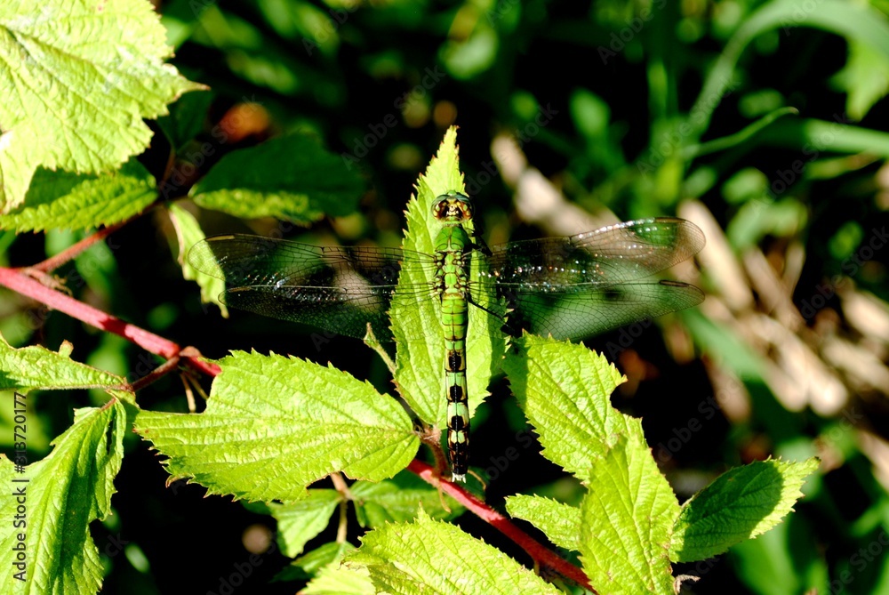 Dragonfly with nearly invisible wings resting on mint leaf. Summer 2018. Dragonfly with nearly invisible wings resting on mint leaf. Summer 2018.