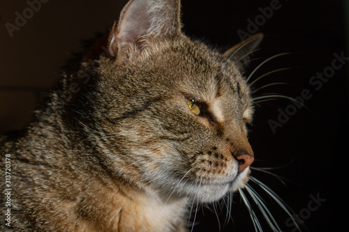 Profile shot of pet cat with black background