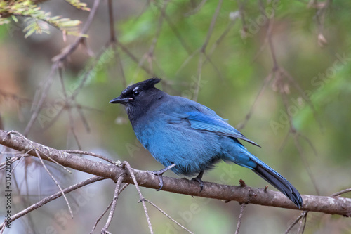 Original photograph of a bright blue Stellar Jay bird sitting on the limb of a tree