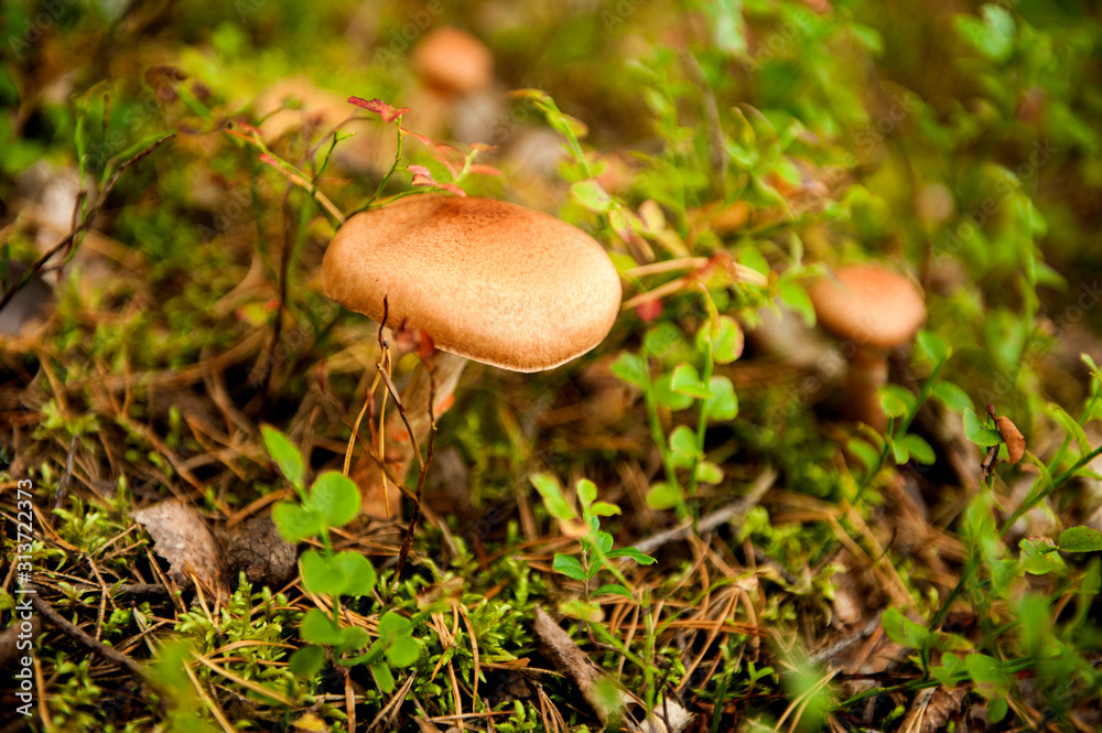 honey mushrooms in the autumn forest close-up. Two edible mushrooms with brown hats. honey mushrooms in the autumn forest close-up. Two edible mushrooms with brown hats.