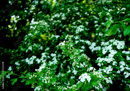 Blooming hawthorn bush. Lush green bush with white flowers in the forest. Close-up, summer natural background.