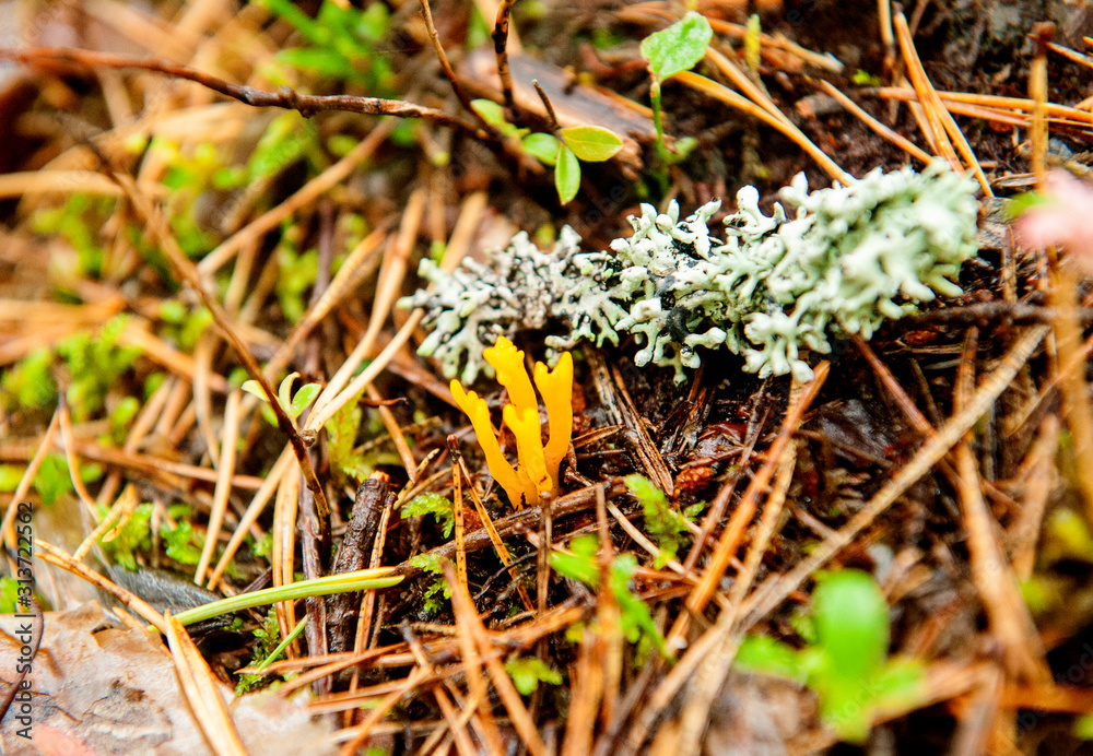 A rare edible mushroom deer horns, (Ramaria flava). Yellow mushroom. Close-up. A rare edible mushroom deer horns, (Ramaria flava). Yellow mushroom. Close-up.