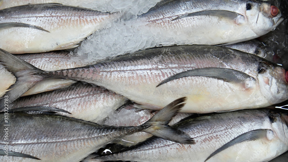 Sea bass fish on ice at Supermarket and department store, Ingredients for cooking, food concept. . Sea bass fish on ice at Supermarket and department store, Ingredients for cooking, food concept. .