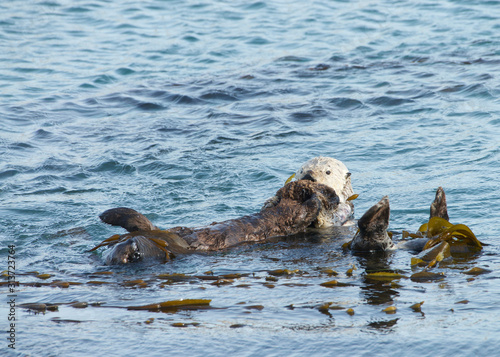 Mother Sea Otter with baby on stomach, grooming the baby. Females perform all tasks of feeding and raising offspring, and have occasionally been observed caring for orphaned pups.
