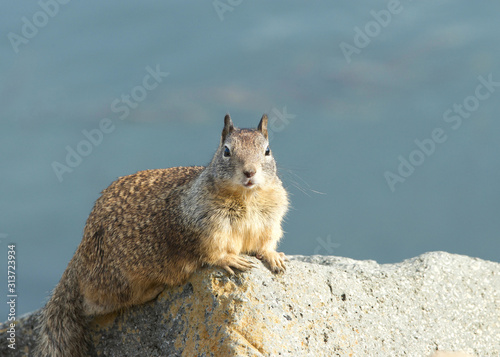 Ground squirrel laying on a rock, paws holding rock, looking to right. The ground squirrels are members of the squirrel family of rodents which generally live on or in the ground, rather than trees.