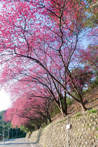A row of blooming cherry trees along the winding mountain road, Maokong Taipei, Taiwan.