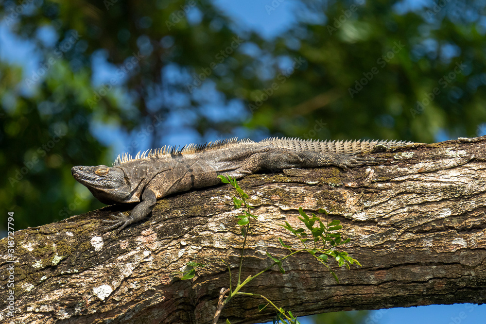 Black spiny-tailed iguana (Ctenosaura similis) sunning in tree