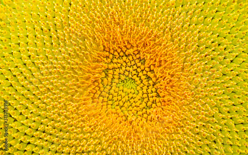 Close up of sunflower.flower blooming.Organic Farming nature concept.Smallholding