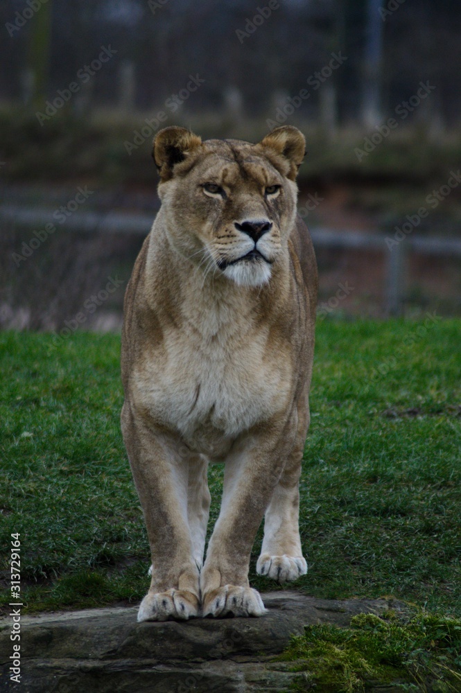 Fototapeta premium Lioness portrait