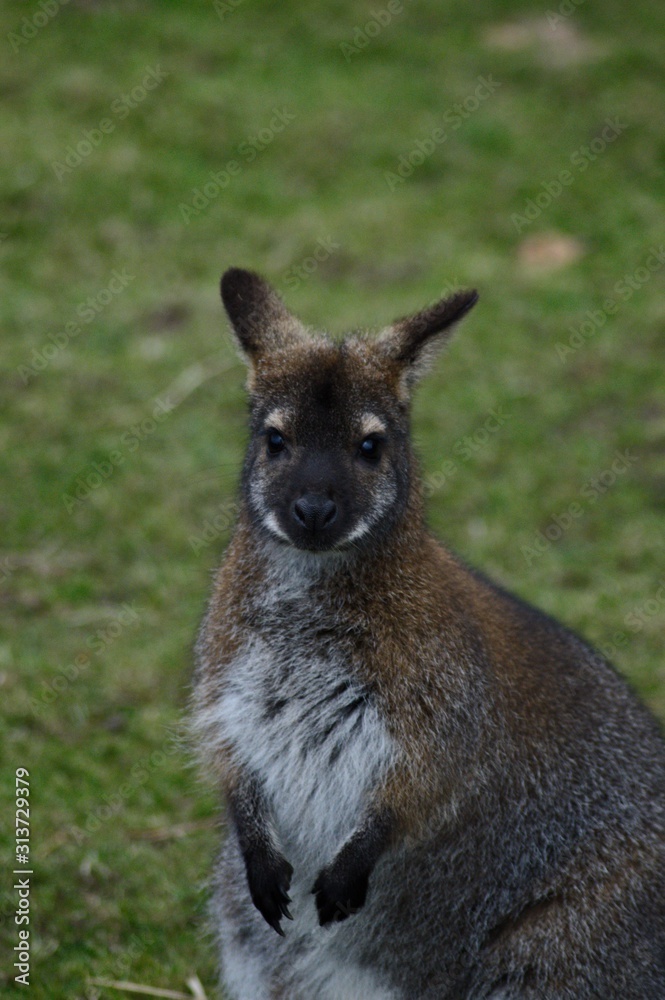 wallaby portrait