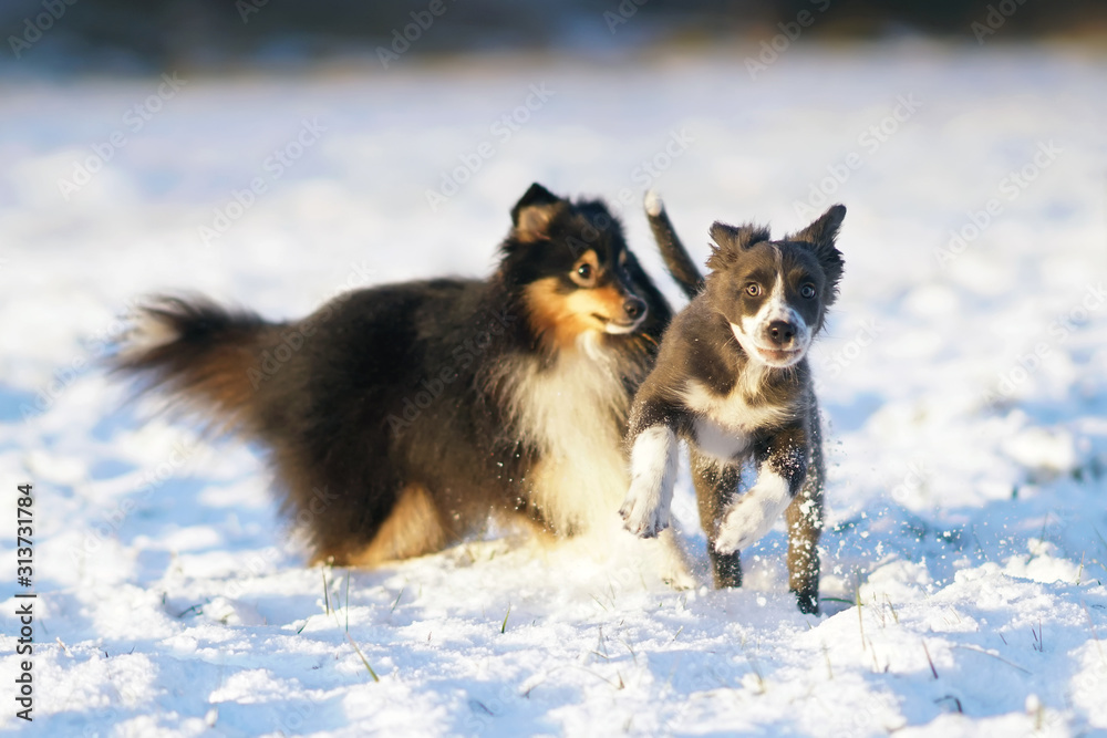Adorable blue and white Border Collie puppy playing with an adult tricolor Sheltie dog running on a snow in winter Adorable blue and white Border Collie puppy playing with an adult tricolor Sheltie dog running on a snow in winter