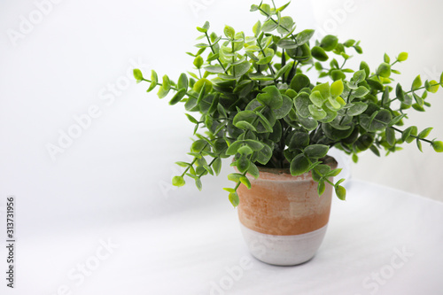 Green Plant with Terra Cotta Pot