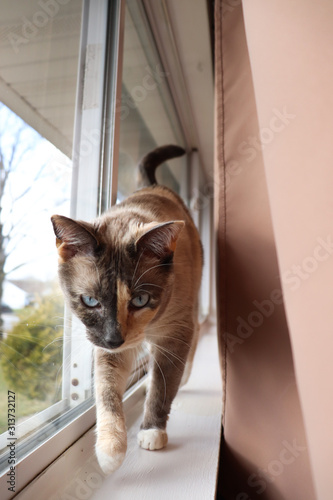 Siamese Cat Looking Ahead