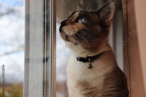 Cat Looking Out Window
