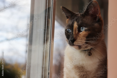 Cat Looking Out Window