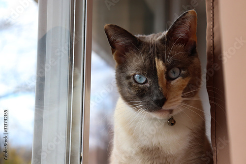 Cat with Blue Eyes