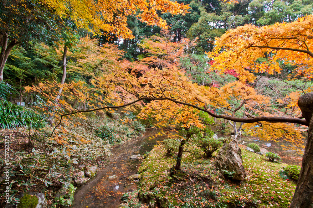 The scenery of autumn leaves in Kyoto,Japan.