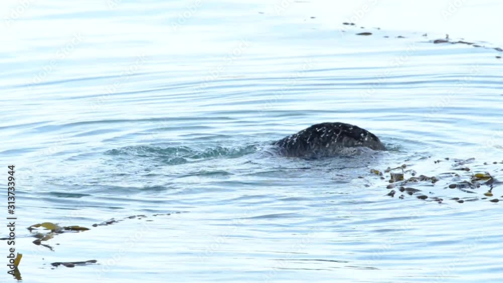 HD Video of a California Sea Otter grooming and playing in shallow ocean waters close to shore. Sea otters spend much of their time grooming. When eating, sea otters roll in the water frequently. HD Video of a California Sea Otter grooming and playing in shallow ocean waters close to shore. Sea otters spend much of their time grooming. When eating, sea otters roll in the water frequently.