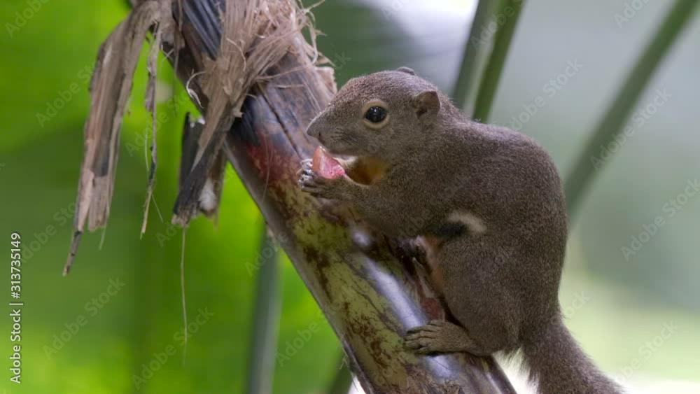 A cute Plantain Squirrel holding and eating fruit on a tree branch - Close up, side view A cute Plantain Squirrel holding and eating fruit on a tree branch - Close up, side view