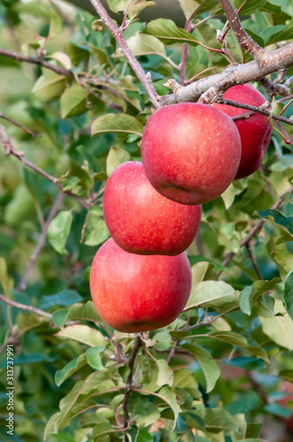 【青森津軽のりんご園】津軽の真っ赤なりんごは今収穫中