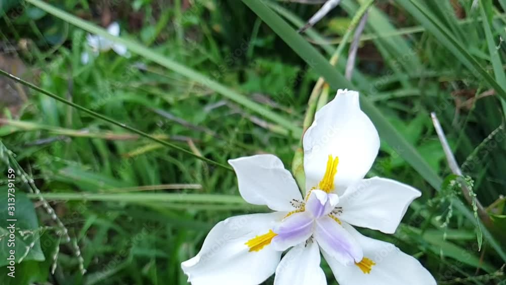 A wild iris with white flowers, japanese iris, african iris with a slow motion pan down to the evergreen foilage and green grass A wild iris with white flowers, japanese iris, african iris with a slow motion pan down to the evergreen foilage and green grass