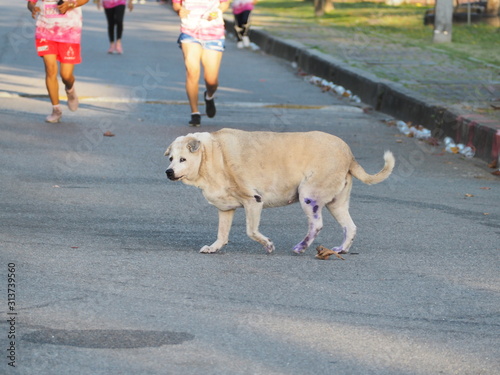 Brown fat dog walking in the street